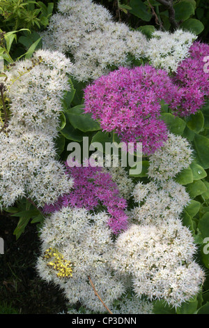 Fioritura misto Sedum spectabile " Iceberg " bianchi fioritura e 'Meteor' fioritura di colore rosa. Conosciuta come la pianta di ghiaccio Foto Stock