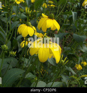 Rudbeckia Cultivar 'Herbstsonne' in fiore Foto Stock