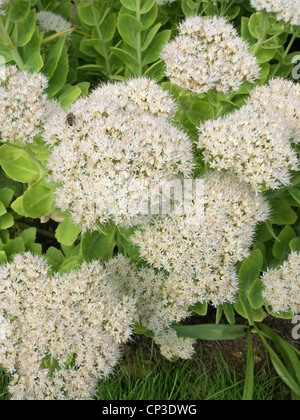 Fioritura di Sedum spectabile Cultivar " Iceberg " in autunno è comunemente noto come il ghiaccio impianto. Foto Stock