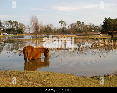 Hatchet Pond New Forest National Park Hampshire England Regno Unito Foto Stock