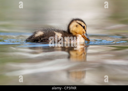 Mallard anatroccolo Foto Stock