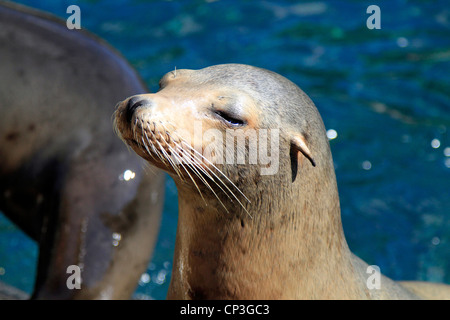 Una guarnizione di tenuta gode di un po' di sole Foto Stock