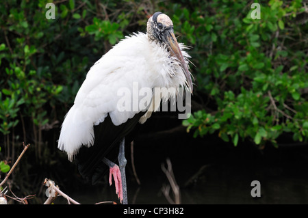 Cicogna in legno (Mycteria americana) rilassa mentre in piedi su una gamba Foto Stock