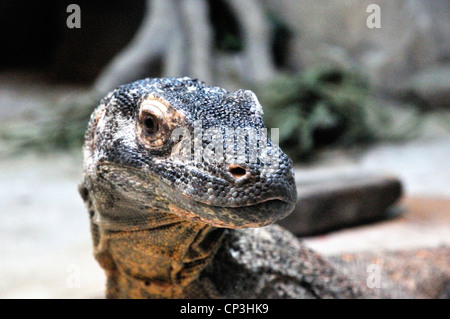 Drago di Komodo close up Foto Stock