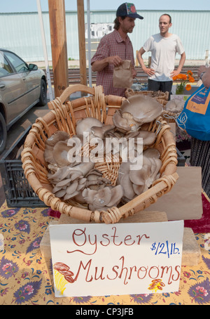 Funghi Oyster sono le specialità di questo produttore presso il Mercato degli Agricoltori a Santa Fe. Foto Stock