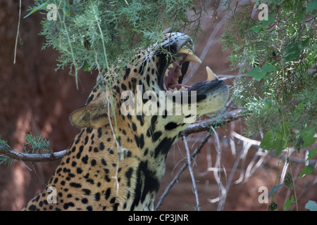 Gatto cacciatore Jaguar macchie Predator Stealth Foto Stock