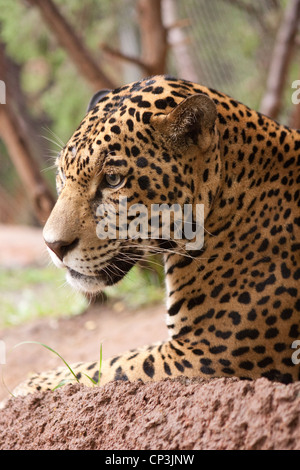 Gatto cacciatore Jaguar macchie Predator Stealth Foto Stock