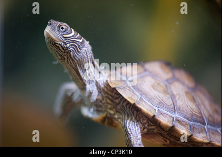 Il Pet turtle nuota nel serbatoio Foto Stock