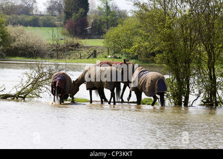 I cavalli di Equus ferus caballus in piedi in acque di inondazione in Kings Sutton Inghilterra sul fiume Cherwell Foto Stock