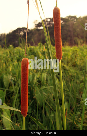 Typha latifolia Foto Stock