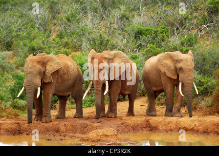 Gli elefanti africani Foto Stock