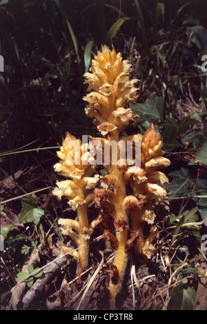 Botanica - Orobanchacee - Ivy Succhiamele prataiolo (Orobanche hederae Duby). Lazio - Parco Nazionale del Circeo. Foto Stock