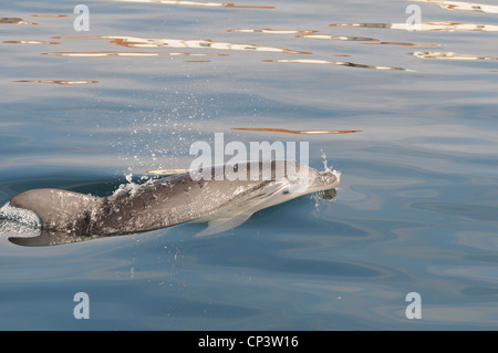 Bottlenosed dolphin nelle acque sarde sotto l'acqua a seguito della barca, La Maddalena , Sardegna, Italia Foto Stock