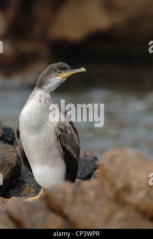 Un shag in piedi su un masso sulla scogliera preening un'isola della Maddalena Sardegna Foto Stock