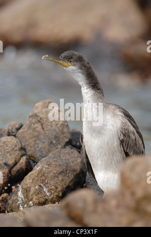 Un shag in piedi su un masso sulla scogliera preening un'isola della Maddalena Sardegna, Italia Foto Stock