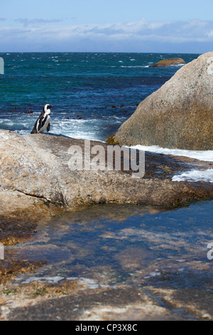 Un pinguino africano seduto sulle rocce a Boulders Beach, Simon's Town, Sud Africa. Foto Stock