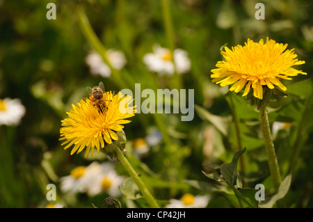 Fiori e un'ape Foto Stock