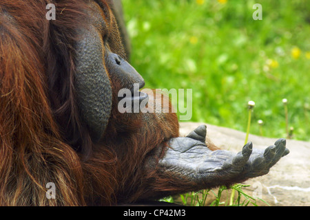 Orangutang cadger Foto Stock