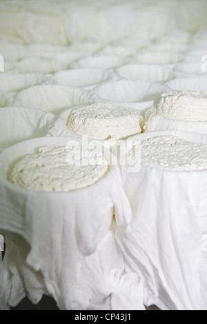 La torta del casar, il formaggio di pecora essendo realizzato in fabbrica Pastoralia in Almoharín, Estremadura, Spagna Foto Stock