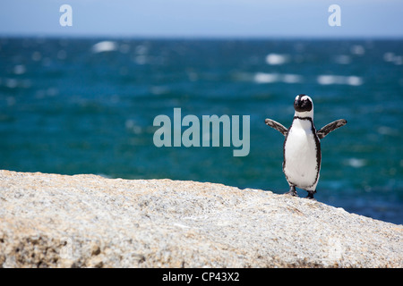 Un pinguino africano in piedi sulle rocce, sbattimenti le sue ali a Boulders Beach, Simon's Town, Sud Africa. Foto Stock