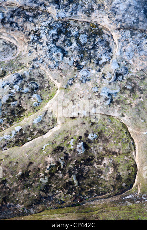 Dettaglio di roccia a Doo Craigs St Andrews Fife Scozia Scotland Foto Stock