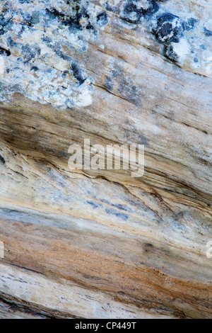 Dettaglio di roccia a Doo Craigs St Andrews Fife Scozia Scotland Foto Stock