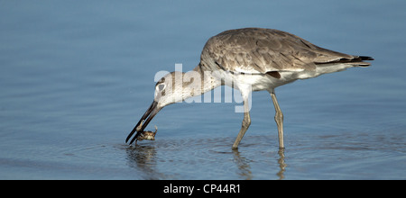 Willet trovare granchi sulla spiaggia di Fort Myers, Florida, Stati Uniti d'America Foto Stock