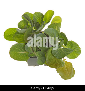 Un pacco di quattro cavolo (Brassica oleracea) piantine pronte per essere trapiantate in un giardino di casa Foto Stock