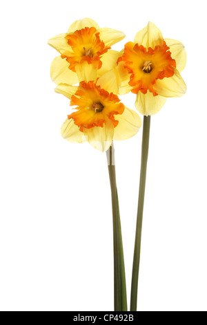 Tre steli e fiori di split-cup daffodil cultivar Fiesta spagnola contro uno sfondo bianco Foto Stock