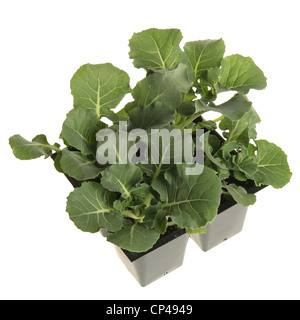 Un pacco di quattro broccoli piantine pronte per essere trapiantate in un giardino Foto Stock