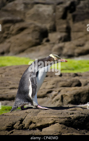 Giallo-eyed Penguin, Isola del Sud, Nuova Zelanda Foto Stock