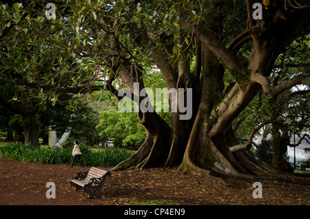 Albert Park di Auckland, Isola del nord, Nuova Zelanda Foto Stock