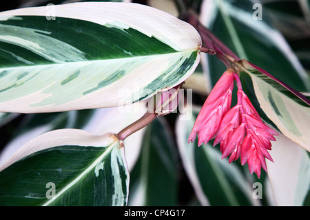 Mai e poi mai impianto Ctenante Oppenheimiana tricolore Botanic Garden St Andrews Fife Scozia Scotland Foto Stock