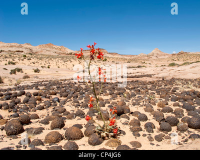 Sfere Moqui in Grand Staircase-Escalante monumento nazionale, Utah Foto Stock