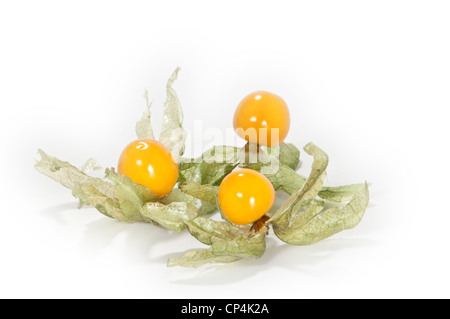 Physalis frutti su sfondo bianco Foto Stock