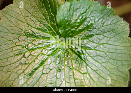 Azzorre buttercup, Smörblomma (Ranunculus cortusifolius) Foto Stock