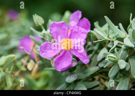 Grigio-lasciava cisto Sammetscistus (cistus albidus) Foto Stock