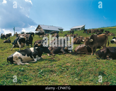 Il Trentino Altopiano di Vezzena bovini Foto Stock