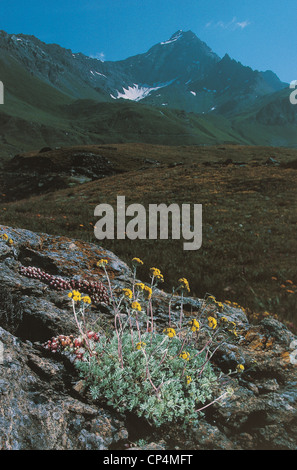 Valle d'Aosta - Cogne (AO), fioritura Artemiasia glacialis. Foto Stock