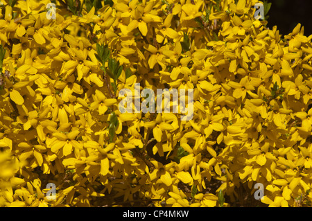 Fiori gialli luminosi di un cespuglio di Forsythia in piena fioritura, famiglia delle Oleaceae. Vivace sfondo floreale primaverile con densa fioritura gialla. Foto Stock