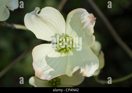 Primo piano di fiori bianchi di fioritura Dogwood, Cornus florida, Cornaceae, originaria degli Stati Uniti orientali. Splendida fioritura primaverile con centro verde. Foto Stock
