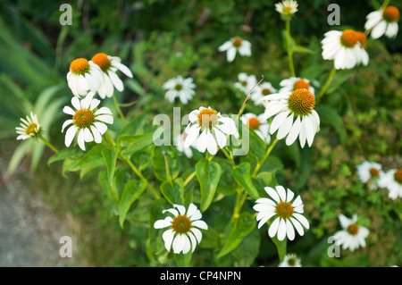 Fiori bianchi di Coneflower viola Echinacea Purpurea Alba, Cigno bianco che fiorisce in un lussureggiante giardino estivo. Foto Stock