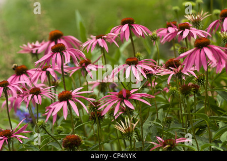 Vibranti fiori viola e rosa di Echinacea Purpurea di Coneflower viola che fioriscono in un giardino. Bella scena di orticoltura e giardinaggio. Foto Stock