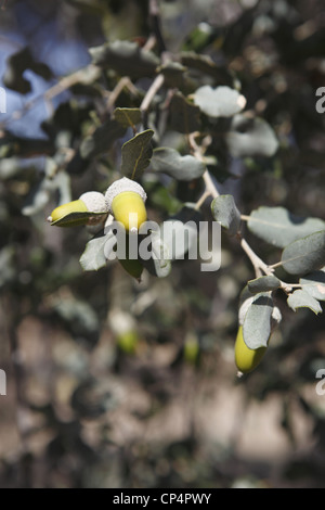 Ghiande cresce su alberi di quercia che andranno ad alimentare il nero i suini di razza iberica quando cadono in una fattoria vicino a Alburquerque, Estremadura, Spagna Foto Stock