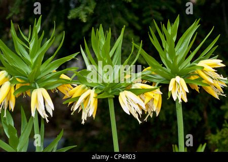 Fiori gialli della Corona imperiale, della Corona Kaiser, della Fritillaria imperialis, delle Liliaceae, che fioriscono in un giardino. Foto Stock