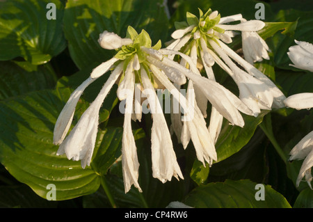Fiori bianchi di fragrante Hosta, Lily agosto, Hosta plantaginea, fioritura in un giardino con gocce di rugiada su foglie verdi. Foto Stock