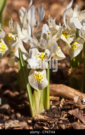 Fiori di Iris reticulata bianchi e gialli che fioriscono in un giardino. Cultivar di Iris nani primaverili con petali maculati e steli verdi in pacciame. Foto Stock