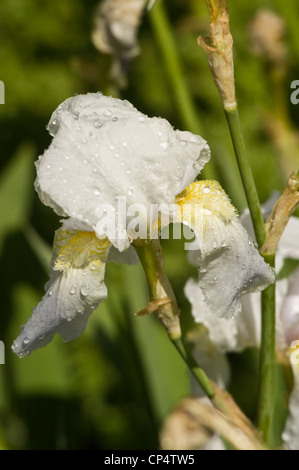 In blu pallido con barba bianca fiore iris close up Foto Stock