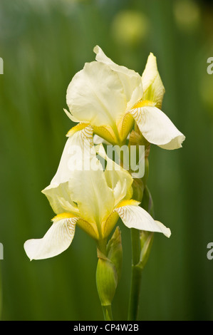 Due fiori d'Iris con barba gialla e cremosa che fioriscono in un giardino su un morbido sfondo verde. Foto Stock