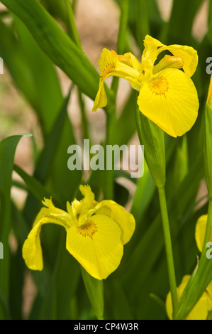 Due fiori gialli Iris selvatico Iris pseudacorus che fioriscono negli Stati Uniti orientali, Nord America. Primo piano di Iris di bandiera gialla vibrante in natura. Foto Stock
